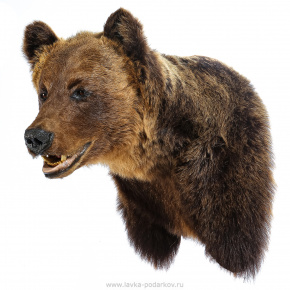 Чучело настенное "Голова медведя", фотография 0. Интернет-магазин ЛАВКА ПОДАРКОВ