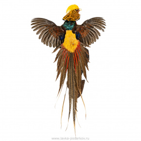 Настенное чучело птицы "Фазан золотой", фотография 0. Интернет-магазин ЛАВКА ПОДАРКОВ