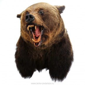 Чучело настенное "Голова медведя", фотография 0. Интернет-магазин ЛАВКА ПОДАРКОВ