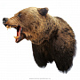 Чучело настенное "Голова медведя", фотография 2. Интернет-магазин ЛАВКА ПОДАРКОВ