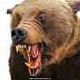 Чучело настенное "Голова медведя", фотография 3. Интернет-магазин ЛАВКА ПОДАРКОВ