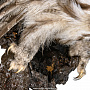 Настенное чучело птицы "Сова", фотография 4. Интернет-магазин ЛАВКА ПОДАРКОВ