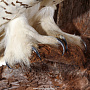 Настенное чучело птицы "Сова полярная", фотография 4. Интернет-магазин ЛАВКА ПОДАРКОВ
