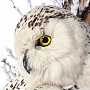 Настенное чучело птицы "Сова полярная", фотография 3. Интернет-магазин ЛАВКА ПОДАРКОВ