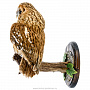 Чучело птицы настенное "Неясыть серая", фотография 3. Интернет-магазин ЛАВКА ПОДАРКОВ