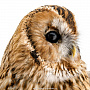 Чучело птицы настенное "Неясыть серая", фотография 6. Интернет-магазин ЛАВКА ПОДАРКОВ