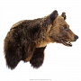 Чучело настенное "Голова медведя", фотография 3. Интернет-магазин ЛАВКА ПОДАРКОВ