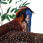 Настенное чучело птицы "Фазан ушастый", фотография 5. Интернет-магазин ЛАВКА ПОДАРКОВ