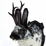 Чучело настенное "Черно-белый кролик с рогами", фотография 5. Интернет-магазин ЛАВКА ПОДАРКОВ