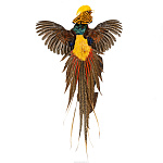Настенное чучело птицы "Фазан золотой"