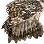Настенное чучело птицы "Сова", фотография 3. Интернет-магазин ЛАВКА ПОДАРКОВ