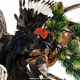 Настенное чучело птицы "Ястреб-тетеревятник с добычей", фотография 4. Интернет-магазин ЛАВКА ПОДАРКОВ