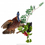 Настенное чучело птицы "Фазан ушастый", фотография 3. Интернет-магазин ЛАВКА ПОДАРКОВ