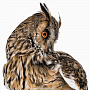 Настенное чучело птицы "Сова ушастая", фотография 7. Интернет-магазин ЛАВКА ПОДАРКОВ