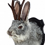 Чучело настенное "Серый кролик с рогами", фотография 5. Интернет-магазин ЛАВКА ПОДАРКОВ