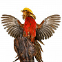 Настенное чучело птицы "Фазан золотой", фотография 6. Интернет-магазин ЛАВКА ПОДАРКОВ