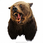 Чучело настенное "Голова медведя", фотография 1. Интернет-магазин ЛАВКА ПОДАРКОВ