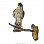 Настенное чучело птицы "Копчик", фотография 2. Интернет-магазин ЛАВКА ПОДАРКОВ
