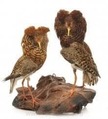  Композиция из чучел "Турухтаны" настольная