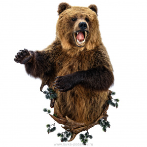Настенное чучело "Медведь", фотография 0. Интернет-магазин ЛАВКА ПОДАРКОВ
