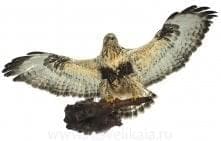 /80*80см Таксидермия Чучело "Канюк" настенное 80*80см 