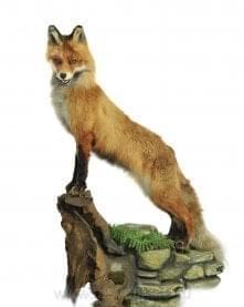 /Упрв Таксидермия ЧУЧЕЛО "ЛИСИЦА РЫЖАЯ"