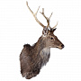 Настенное чучело "Голова пятнистого оленя", фотография 2. Интернет-магазин ЛАВКА ПОДАРКОВ