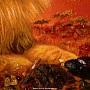 Картина янтарная "Львы - царственная пара" 60 х 80 см, фотография 7. Интернет-магазин ЛАВКА ПОДАРКОВ