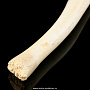 Чукотская булава из кости моржа, фотография 3. Интернет-магазин ЛАВКА ПОДАРКОВ