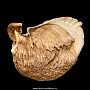 Скульптура из кости "Краб" (ухо кита), фотография 6. Интернет-магазин ЛАВКА ПОДАРКОВ