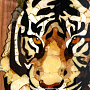 Нарды из янтаря и ореха "Тигр", фотография 4. Интернет-магазин ЛАВКА ПОДАРКОВ