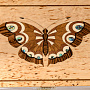 Шкатулка из карельской березы "Бабочка", фотография 5. Интернет-магазин ЛАВКА ПОДАРКОВ
