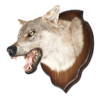  Таксидермия ЧУЧЕЛО "ГОЛОВА ВОЛКА" настенное