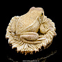 Скульптура из рога лося "Лягушка", фотография 5. Интернет-магазин ЛАВКА ПОДАРКОВ