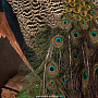 Настенное чучело птицы "Павлин", фотография 7. Интернет-магазин ЛАВКА ПОДАРКОВ