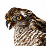 Чучело птицы "Копчик с закрытыми крыльями", фотография 6. Интернет-магазин ЛАВКА ПОДАРКОВ