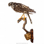 Чучело птицы "Копчик с закрытыми крыльями", фотография 4. Интернет-магазин ЛАВКА ПОДАРКОВ