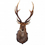 Настенное чучело "Голова пятнистого оленя", фотография 1. Интернет-магазин ЛАВКА ПОДАРКОВ