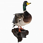 Чучело птицы "Кряква. Селезень", фотография 1. Интернет-магазин ЛАВКА ПОДАРКОВ