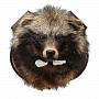 Чучело настенное "Голова енота", фотография 1. Интернет-магазин ЛАВКА ПОДАРКОВ