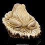 Скульптура из рога лося "Лягушка", фотография 4. Интернет-магазин ЛАВКА ПОДАРКОВ