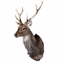 Настенное чучело "Голова пятнистого оленя", фотография 1. Интернет-магазин ЛАВКА ПОДАРКОВ