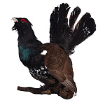 Чучело настенное "Глухарь"