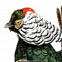 Чучело птицы "Фазан алмазный" настенное, фотография 4. Интернет-магазин ЛАВКА ПОДАРКОВ
