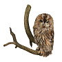 Чучело настенное "Сова серая", фотография 1. Интернет-магазин ЛАВКА ПОДАРКОВ