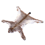  КОВЕР ИЗ ШКУРЫ РЫСИ на подкладке (120см)