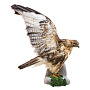 Чучело настенное "Канюк сарыч", фотография 4. Интернет-магазин ЛАВКА ПОДАРКОВ