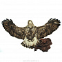 Чучело птицы канюк "Зимняк" , фотография 2. Интернет-магазин ЛАВКА ПОДАРКОВ
