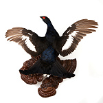 /УПРВ Таксидермия Чучело ТЕТЕРЕВ ЛЕТЯЩИЙ настенное