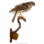 Чучело птицы "Копчик с закрытыми крыльями", фотография 7. Интернет-магазин ЛАВКА ПОДАРКОВ